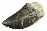 Serrated, Allosaurus Tooth - Bone Cabin Quarry, Wyoming #263903-1